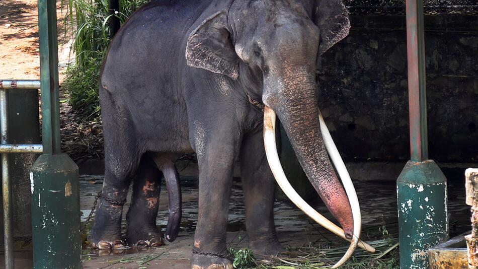 Misshandelter Elefant in Sri Lanka