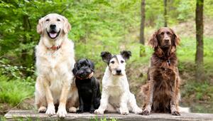 Hunde im Wald