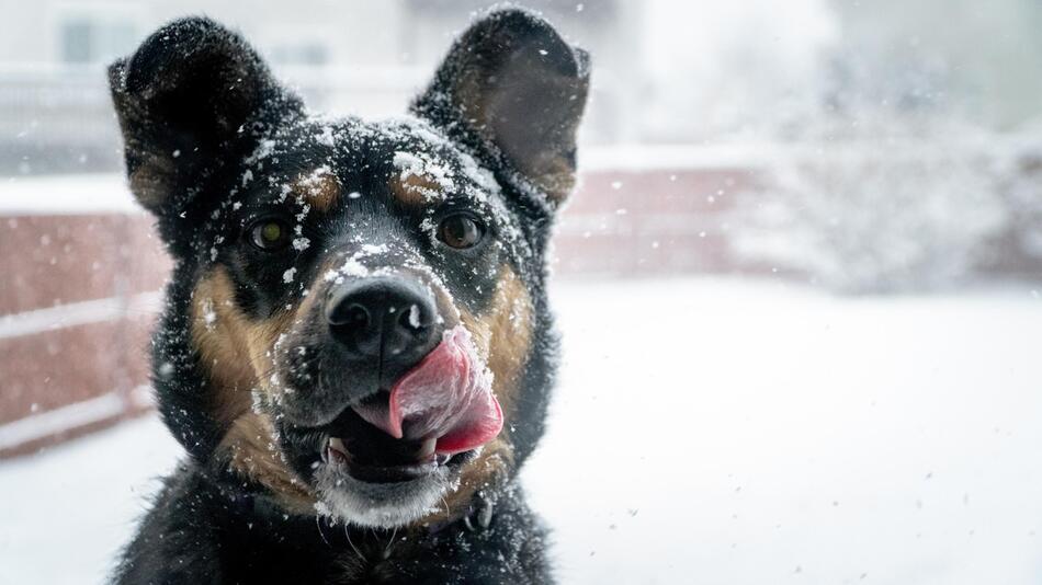 Darauf musst Du bei Schnee mit Deinem Hund achten.