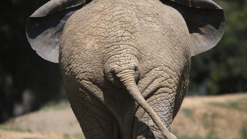 Elefant im Zoo von Johannesburg