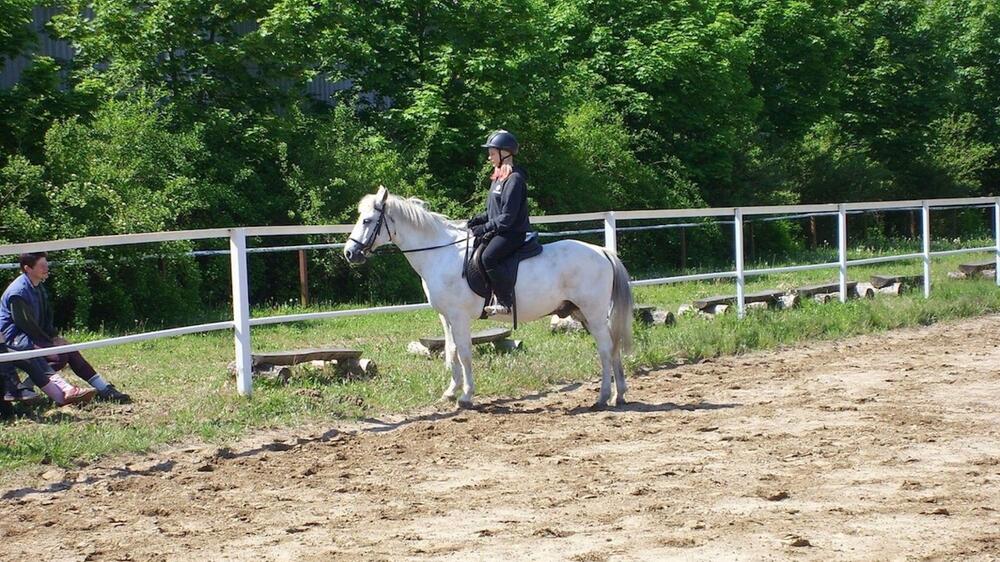 Das Deutsche Reitpony ist sehr menschenbezogen.