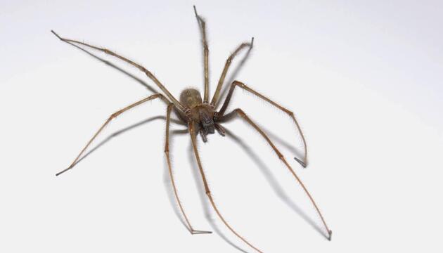 Hauswinkelspinne 