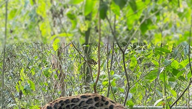 Neue Katzenart in Bolivien entdeckt