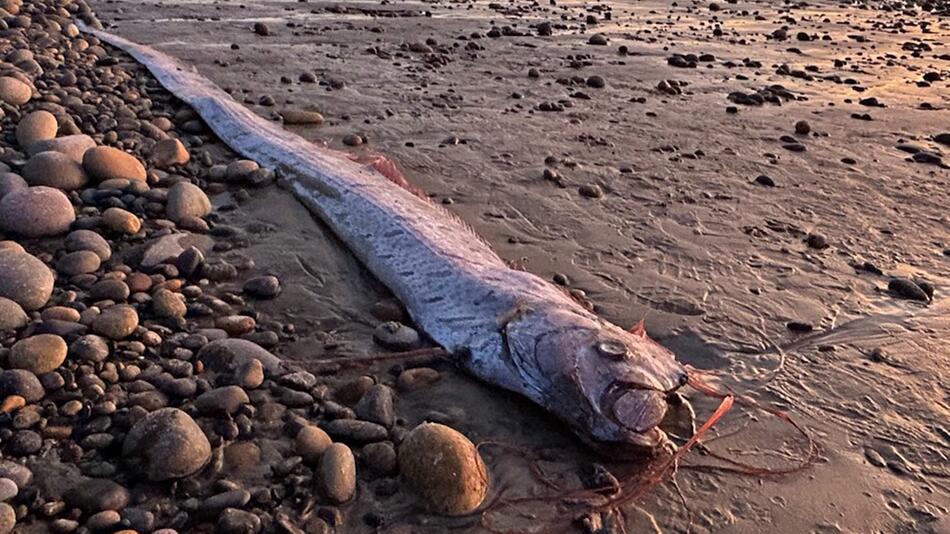 Toter Riemenfisch in Kalifornien: Unglücksbote oder Zufall?