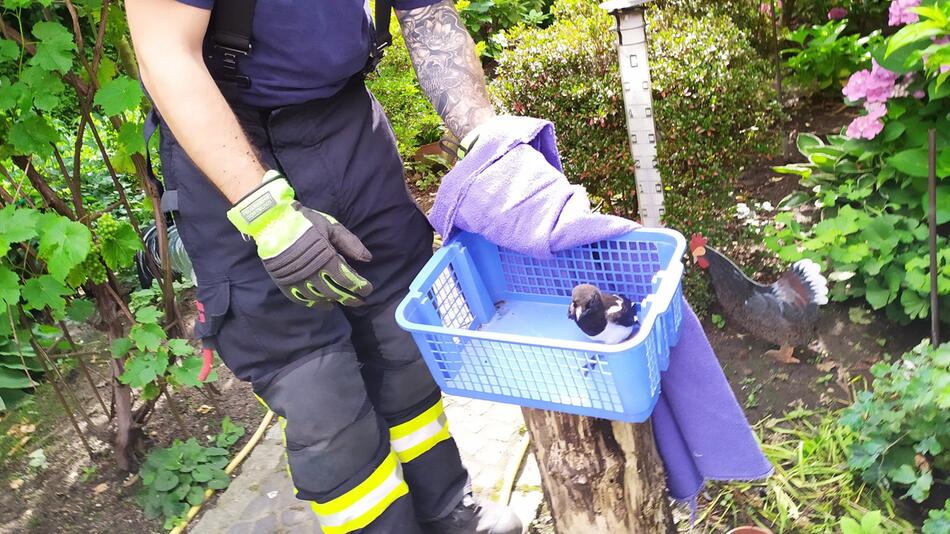 Feuerwehr rettet junge Elster aus Kamin