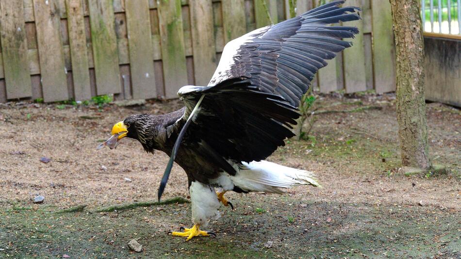 Riesenseeadler Grobi ist zurück