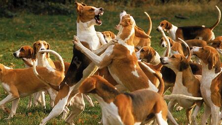 So viel Wolfs-DNA steckt in Ihrem Hund