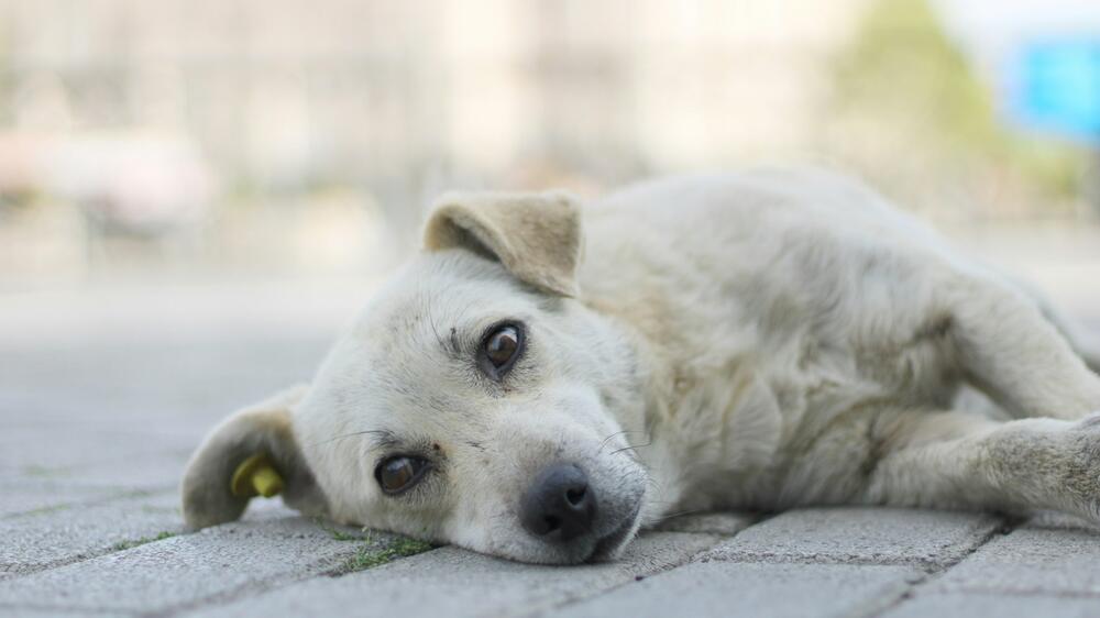 Es kann junge und alte Hunde betreffen.