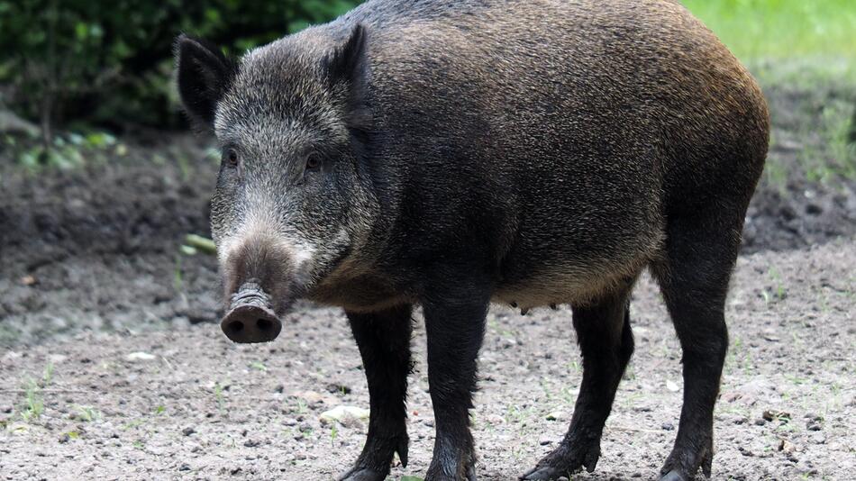 In Barcelona gibt es eine Wildschwein-Plage.