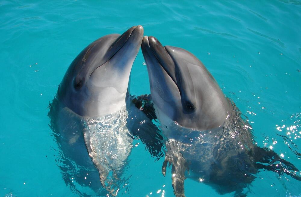 Schwimmen mit Delfinen ist ein No-Go.