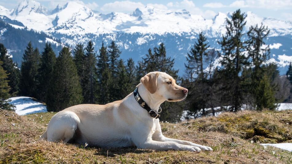 Labrador rettet seiner Halterin das Leben.