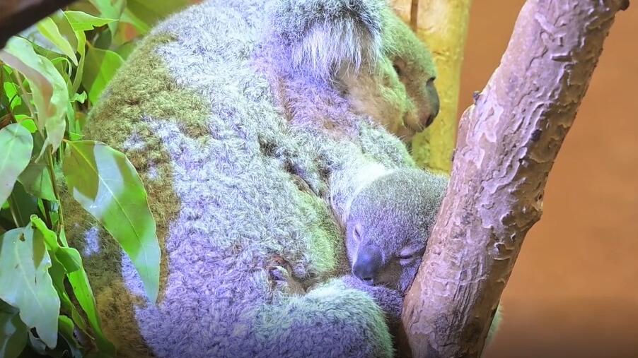 Baby Koala