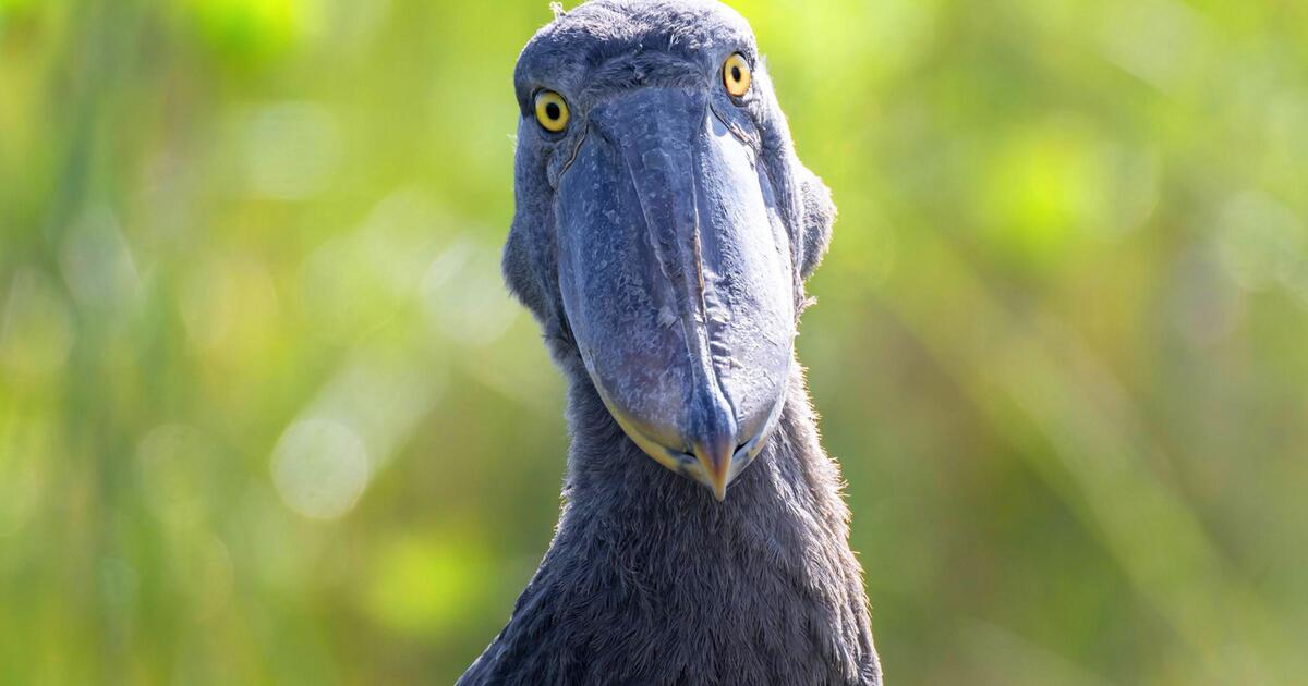 dinosaurier-hnlich-riesiger-vogel-landet-auf-tourboot-in-afrika-1-1