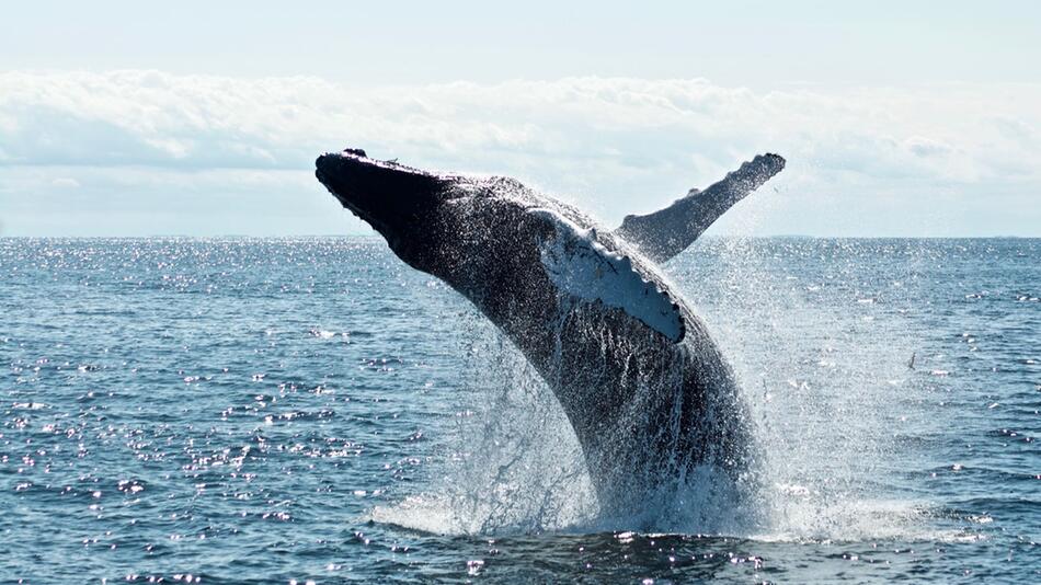 DiCaprio und Björk sind laut gegen Walfang.