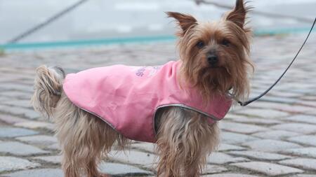 Braucht mein Hund einen Wintermantel?