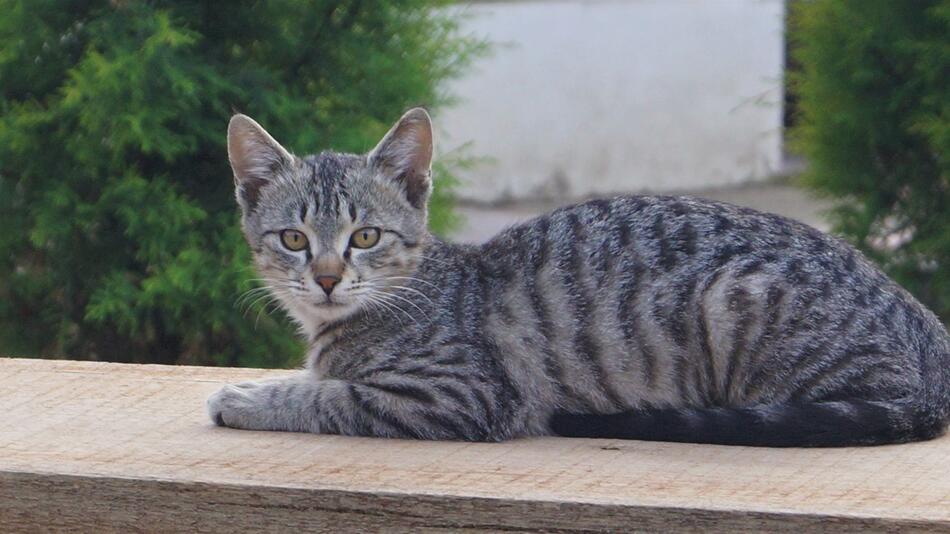 Kitten wird aus einem Busch gerettet.