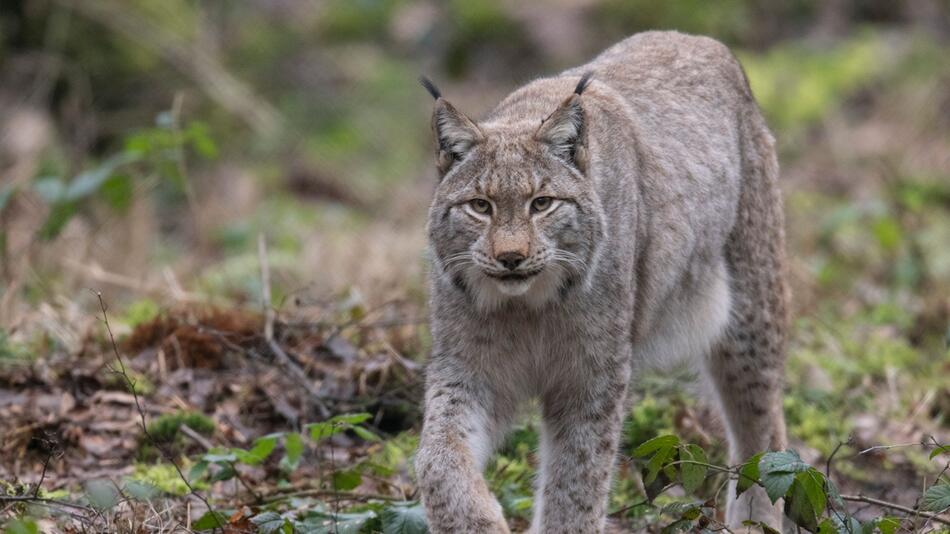 Luchs im Wald