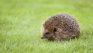 Ein Igel auf einer hellgrünen Wiese.