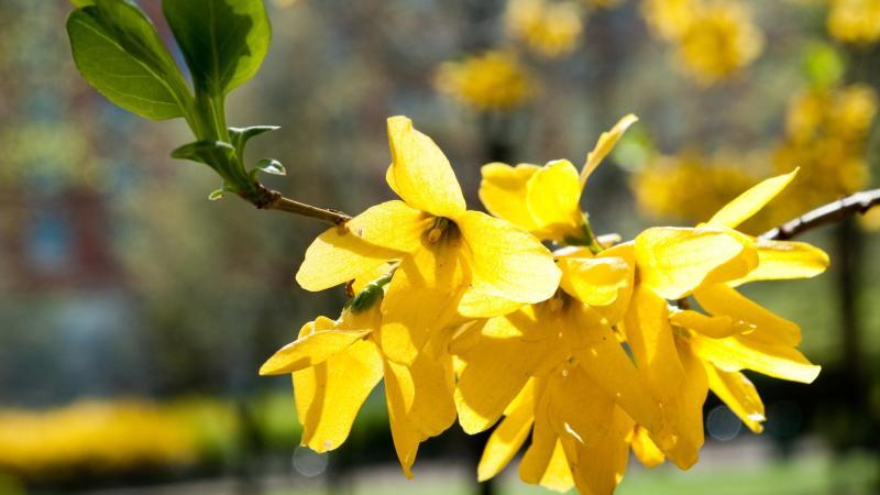 Gelbe Forsythienblüte