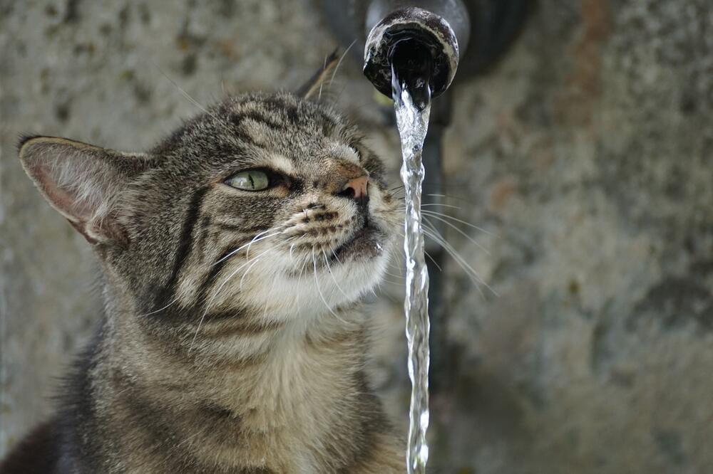 Viele Katzen mögen kein Wasser.