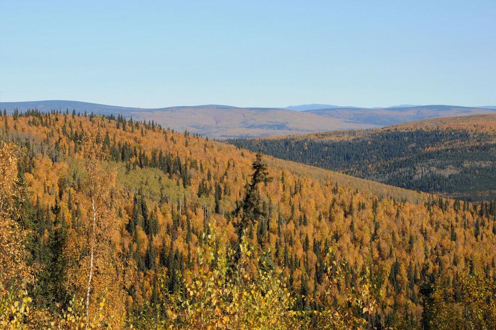 Herbstlich gefärbte Wälder in Alaska