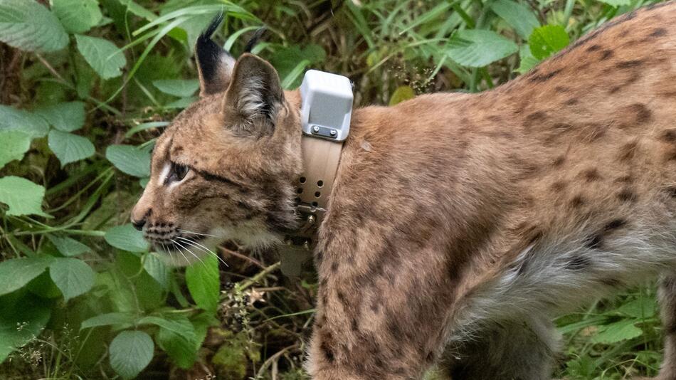 Weiterer Luchs in Sachsen ausgewildert