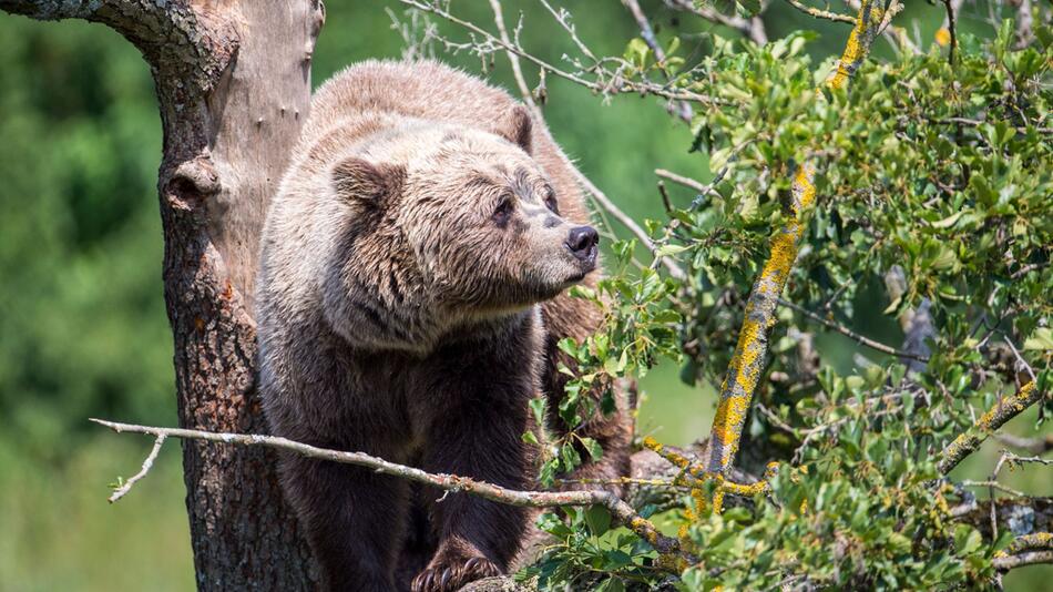 Braunbär im Wildpark