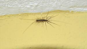 Ein Spinnenläufer, wissenschaftlich Scutigera coleoptrata.
