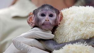 Husarenaffen-Baby Yuji