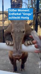 Süßer Moment: Erdferkel Grogu schleckt Honig
