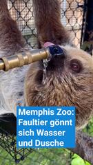 Faultier gönnt sich Wasser und Dusche