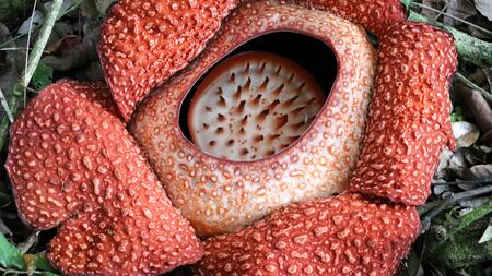 Nach 13 Jahren Suche: Forscher finden seltene "Leichenblume"