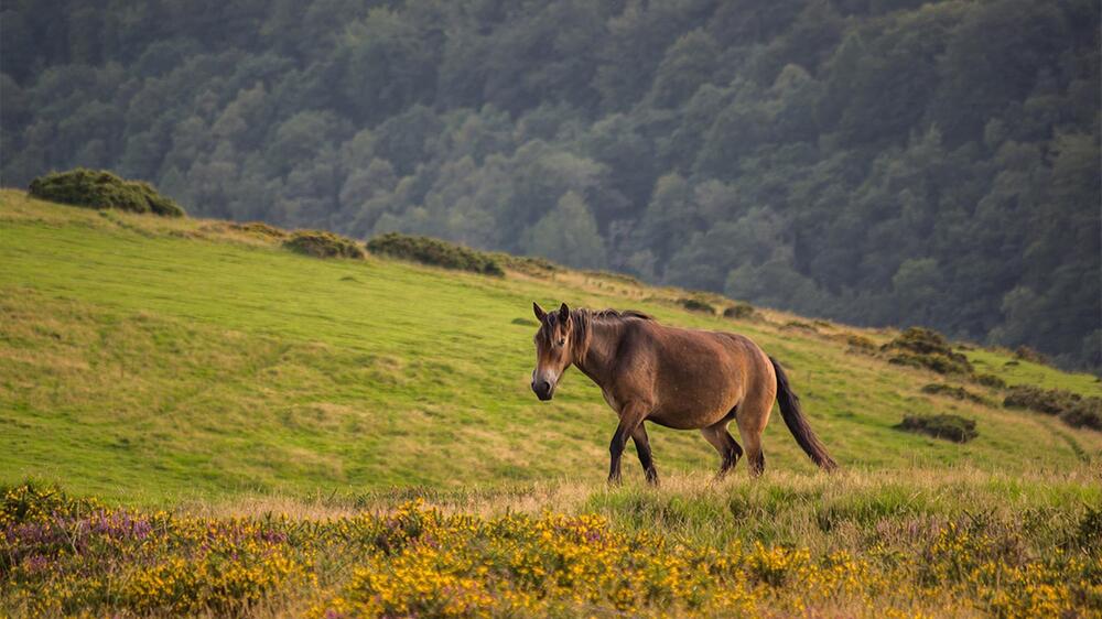 Auch Exmoor-Ponys müssen geschützt werden.