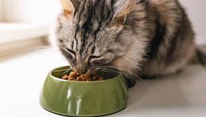 Katze frisst Trockengutter