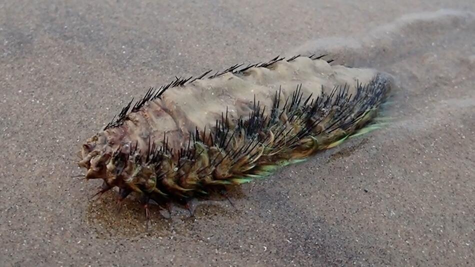 Mysteriöses Wesen am Strand: Das steckt hinter der schillernden Seemaus!