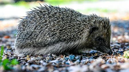 Wann brauchen Igel Hilfe? Bei welchen Anzeichen du handeln solltest