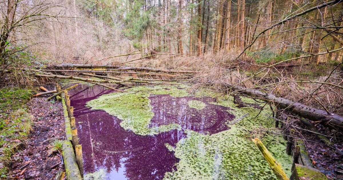 Purpurfarbener Teich in Hildesheim Warum hat er diese Farbe? 1&1
