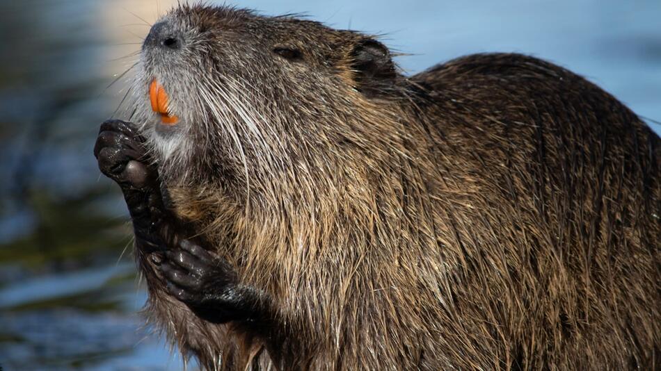 Wie gefährlich ist das Nutria gegenüber Hunden?