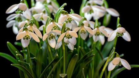 Warum Schneeglöckchen für Sammler so wertvoll sind