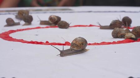 "Snailor Swift" ist die Schnellste – unter den Langsamen