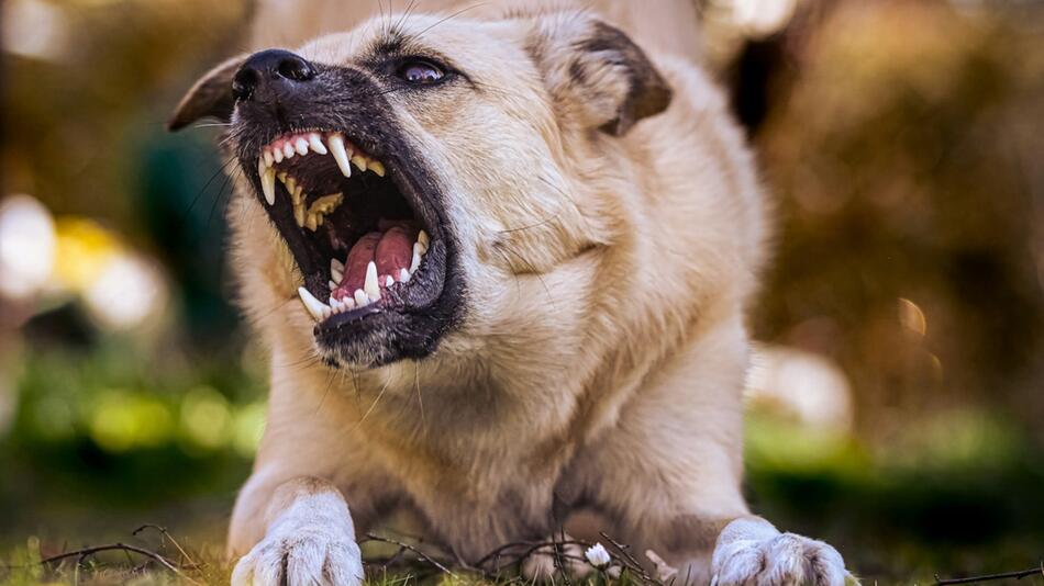 Gibt es Geld, wenn Dein eigener Hund Dich beißt?