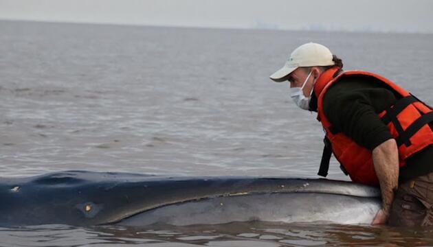 Seiwal in einem Fluss in Argentinien gestrandet