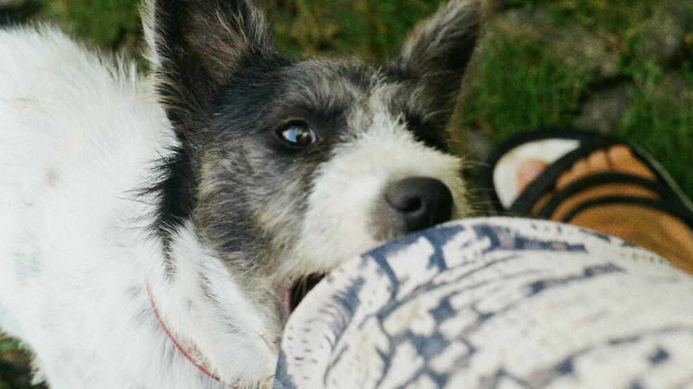 Eigenschäden sind nicht in der Hundehaftpflicht.