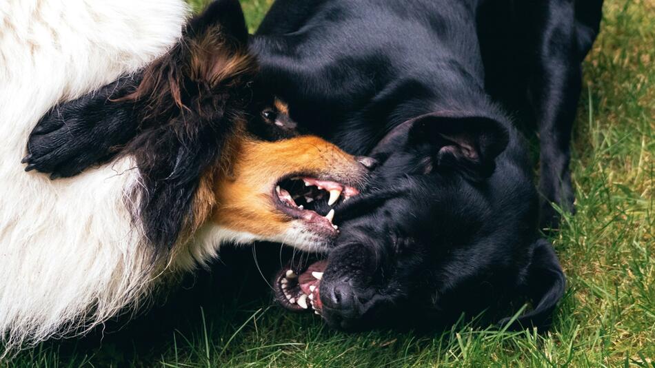 Ein Kampf zwischen Hunden kann böse enden.