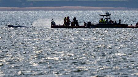 Meeresbiologe: Die Retter haben "nur wenige Stunden Zeit"