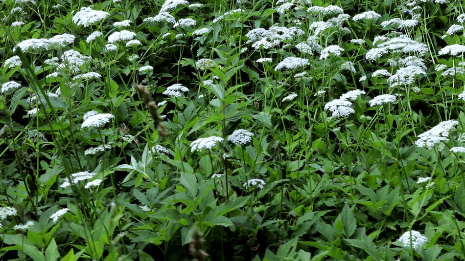 Unbeliebtes Unkraut: So verhinderst du Giersch im Garten