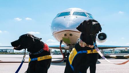 Reisen mit Haustier: Das kosten Flugtickets für Hunde und Katzen