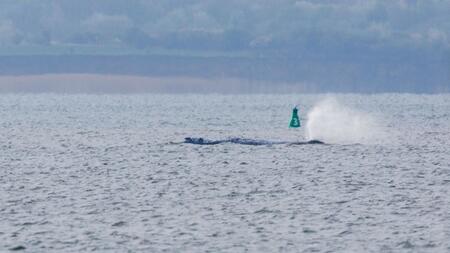 Tun oder lassen – was ist das Beste für den Wal vor Poel?