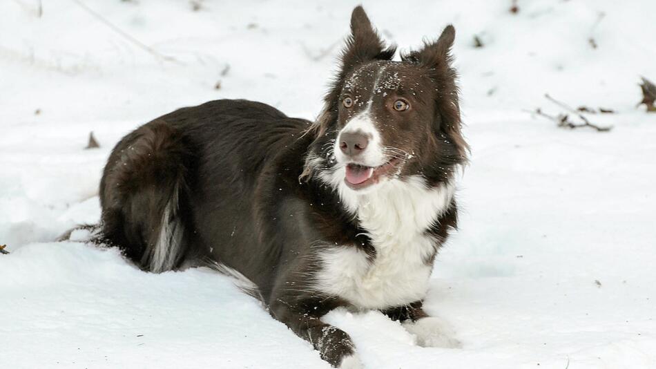 Hund biss seiner Halterin vor Schreck die Nase ab.