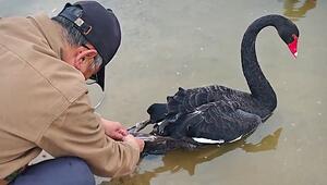 In Angelleine verfangen – schwarzer Schwan in China in Not
